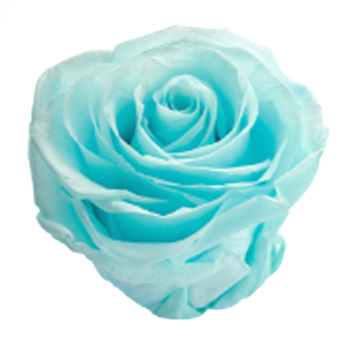 Preserved Roses