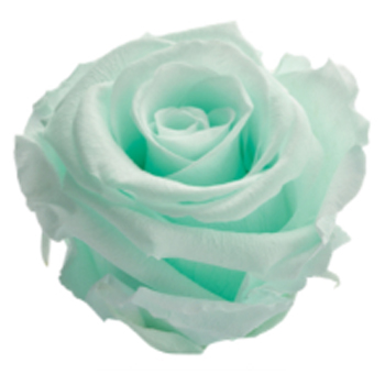 Mint Rose