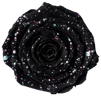 Black Rose