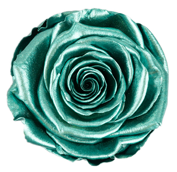 Wholesale Roses