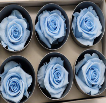Box of six preserved light blue roses, each placed in individual round compartments, featuring their soft, velvety petals in a soothing blue hue, ideal for long-lasting floral arrangements or special décor.