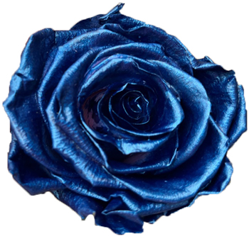 A stunning deep blue rose with a metallic sheen, featuring intricate petal details and a rich, vibrant color, ideal for special events, weddings, or decorative arrangements.