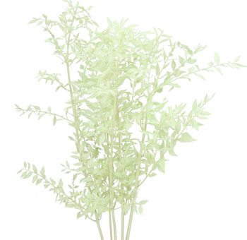 Ruscus For Sale