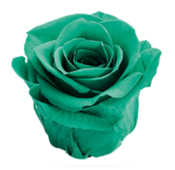 Turquoise Rose