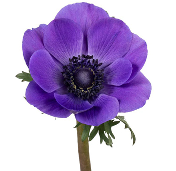 Vibrant purple anemone flower with a dark center, available for next day delivery, perfect for adding elegance to floral arrangements for weddings or events.