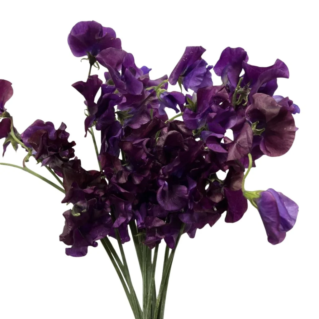 Dark purple burgundy sweet pea flowers add a bold, romantic look to wedding bouquets, centerpieces, and event designs with deep, luxurious hues.