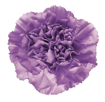 Fresh-cut Lavender Moonlite Carnation with soft ruffled petals in a pastel purple shade, ideal for weddings, baby showers, and elegant floral designs.