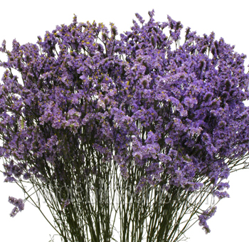 Purple-tinted limonium with airy texture, perfect as a filler for wedding bouquets and bulk floral arrangements.
