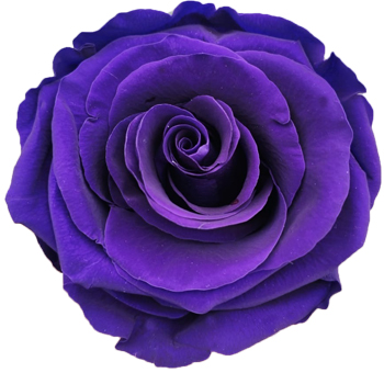Preserved Roses