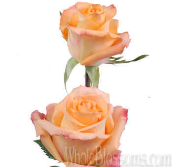 lose-up of a Queensday Orange Peach Rose with soft apricot petals and light pink-tipped edges in full bloom and velvety texture.