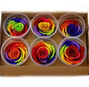 Rainbow preserved roses in organic gift box, perfect for expressive weddings, vibrant events, and floral gifting.