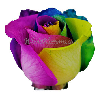 Close-up of a stunning Rainbow Rose showing petals in vivid hues of pink, yellow, green, and blue with intricate color blending.