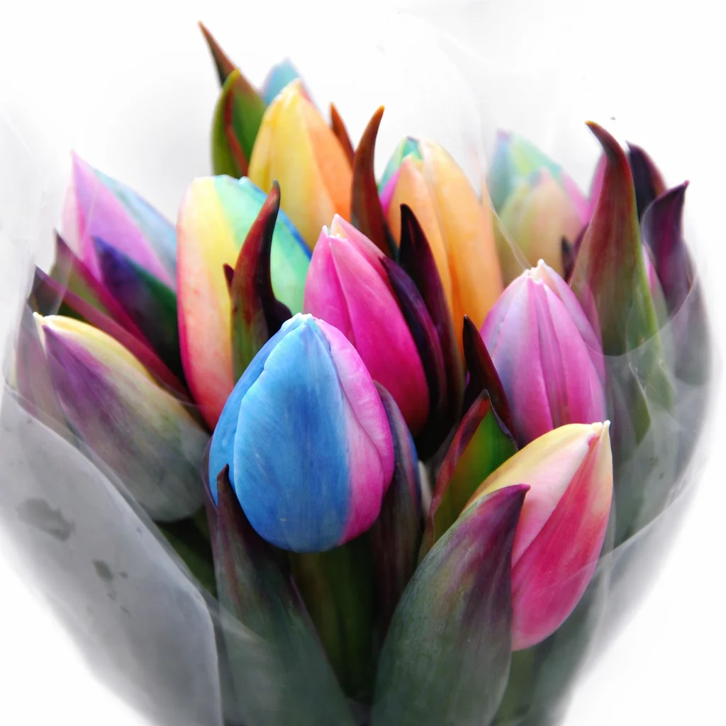 Rainbow tulips in mixed vibrant colors arranged fresh for events, weddings, and floral designs by WholeBlossoms.