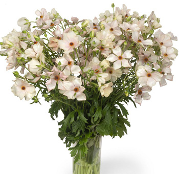 Light pink Butterfly Ranunculus Melissa flowers for fresh wholesale wedding bouquets, romantic centerpieces, bridal designs and event décor