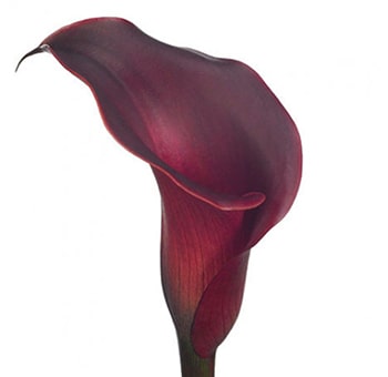 Burgundy Calla Lily