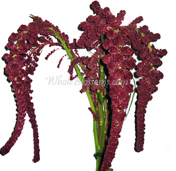 Deep red hanging Amaranthus with long, cascading clusters of small flowers, ideal for adding dramatic texture and flow to floral designs.