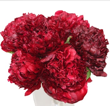 Red Peony
