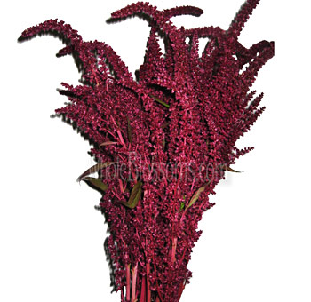 Upright red Amaranthus with dense clusters of small, deep red blooms, ideal for creating striking vertical accents in floral arrangements.