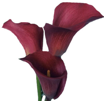Calla Lily Burgundy Flowers