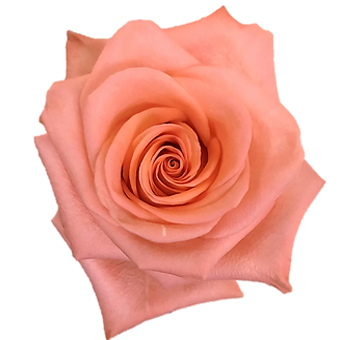 Coral Roses - Satisfaction with soft coral tones and layered petals, perfect for weddings, anniversaries, and elegant floral arrangements.