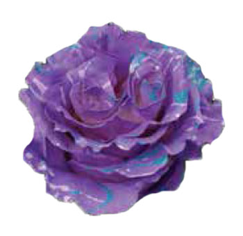 Roses For Sale