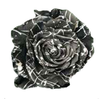 Bulk Roses