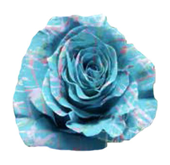 Bulk Roses