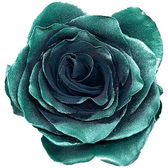 Green Rose Tinted - Cedar with deep cedar-green petals, perfect for woodland-inspired events, winter celebrations, and luxurious floral arrangements.