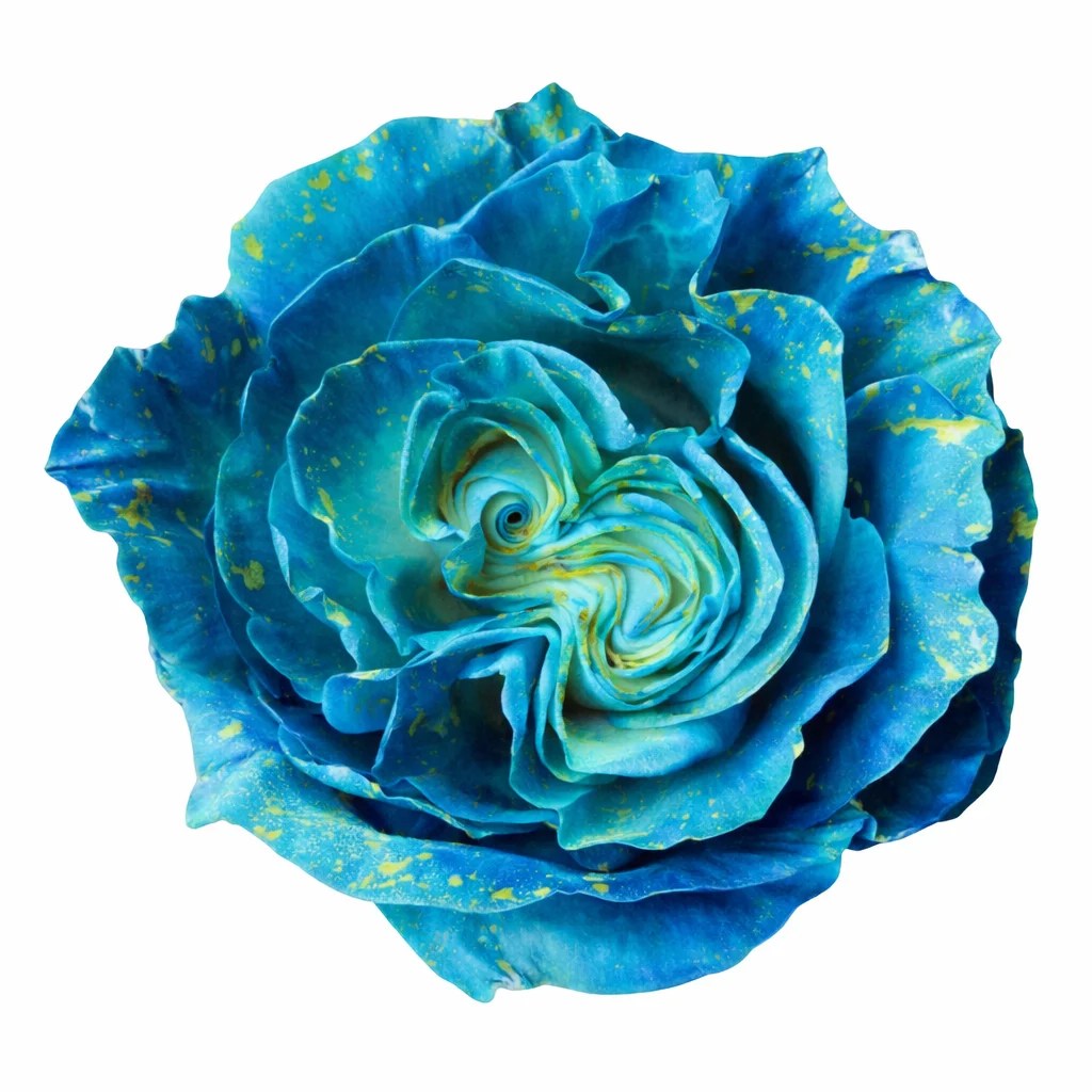 Isabella confetti tinted garden rose featuring vibrant blue petals with golden splatter used for bouquets and centerpieces.