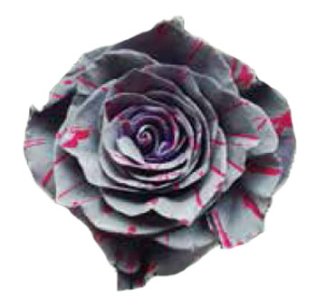 Roses For Sale