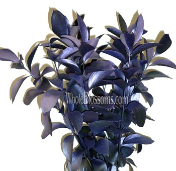 Metallic blue ruscus with purple cast, ideal for weddings, modern centerpieces, and floral styling.