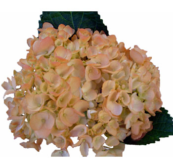 Close-up of peach airbrushed hydrangea bloom with delicate, layered petals and soft pastel tones, perfect for weddings and spring floral designs.