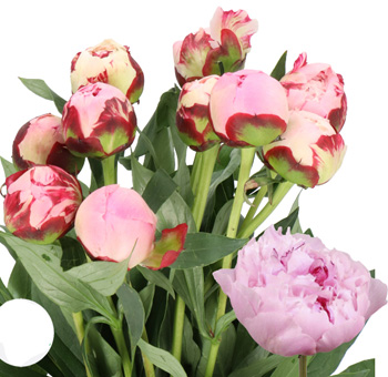 Sarah Bernhardt Peonies