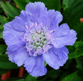 Scabiosa Caucasica blue flower with vintage charm, perfect for weddings, floral gifts, and styling.