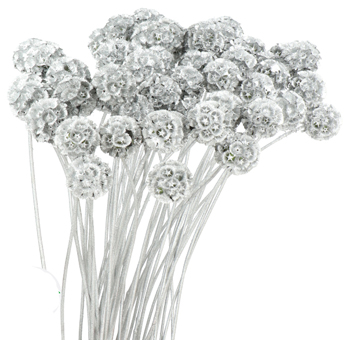 Scabiosa Silver