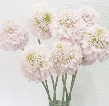 Blush Scabiosa