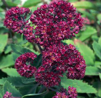 Maroon Sedum Autumn Joy, ideal for fall wedding bouquets, rustic centerpieces, and seasonal event decorations.