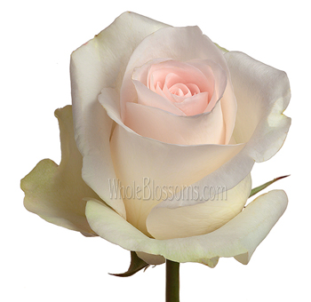 Senorita pink roses with velvety blush petals, ideal for weddings, premium gifts, and romantic floral styling.