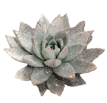 Silver Succulent