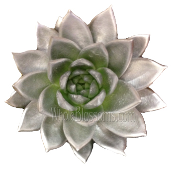 Silver Succulent