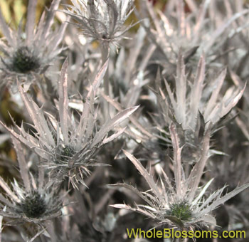 Striking silver dyed thistle flowers, perfect for adding a unique and modern touch to floral arrangements or event décor.