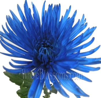 Striking blue airbrushed spider mums with bold texture, ideal for modern weddings, dramatic events, and creative décor.