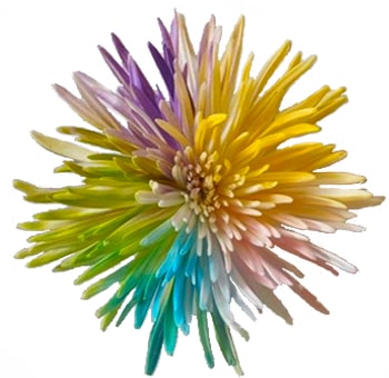 Spider Mums Multicolor