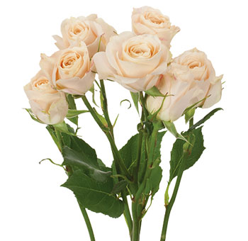 Peach Roses