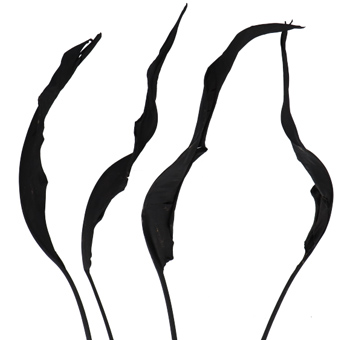 Black bird of paradise leaf with modern flair, ideal for artistic weddings, dramatic gifts, or edgy centerpieces.