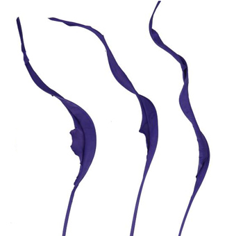 Purple blue bird of paradise leaf with striking blend, ideal for modern weddings or artistic floral installations.