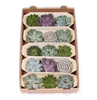 Succulents