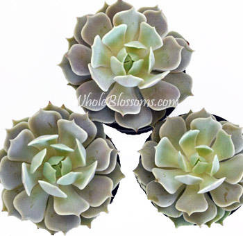 Succulents