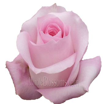 Akito Sweet Pink Rose with soft blush petals, ideal for weddings and event floral arrangements from Whole Blossoms.