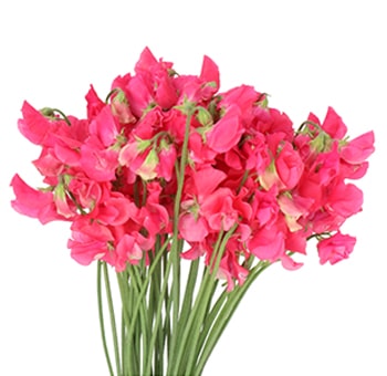 Coral Flowers